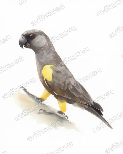 Illustration Aquarelle : Poicephalus rueppellii (Perroquet de Rüppell)