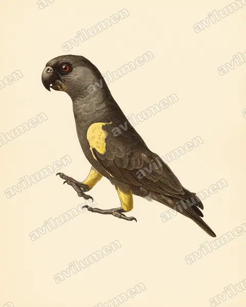Illustration Planche ancienne : Poicephalus rueppellii (Perroquet de Rüppell)