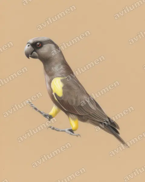 Illustration Crayon de couleur : Poicephalus rueppellii (Perroquet de Rüppell)