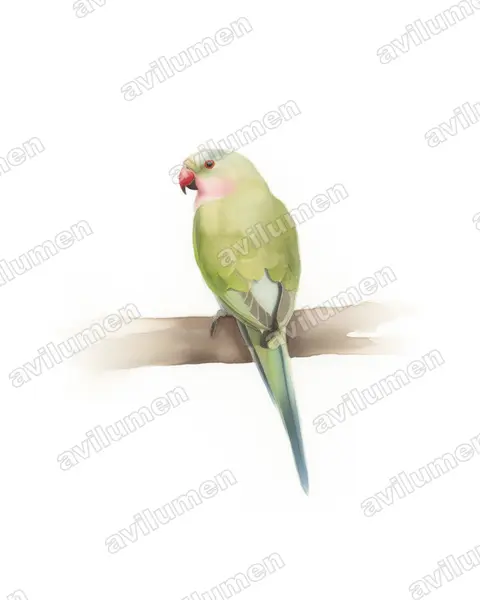 Illustration Aquarelle : Polytelis alexandrae (Perruche d'Alexandra)