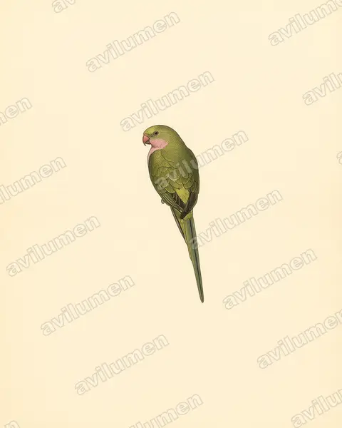 Illustration Planche ancienne : Polytelis alexandrae (Perruche d'Alexandra)