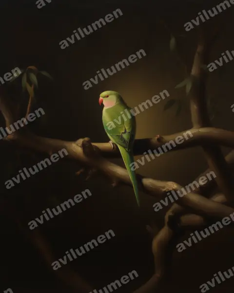 Illustration Huile : Polytelis alexandrae (Perruche d'Alexandra)