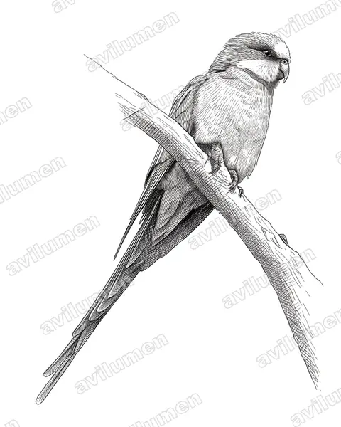 Illustration Encre : Polytelis swainsonii (Perruche de Barraband)