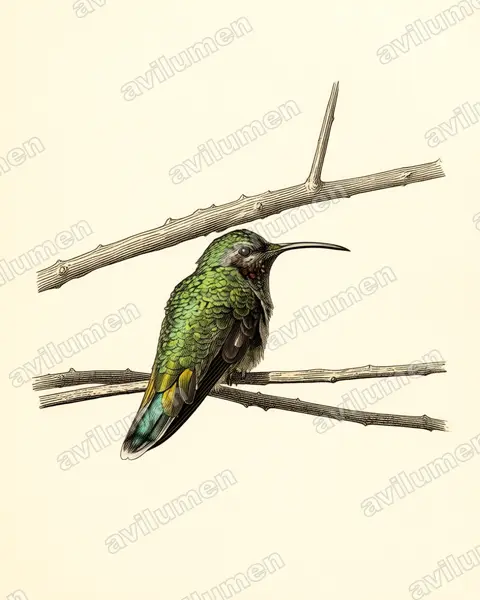 白尾金喉蜂鸟（Polytmus guainumbi）的古典图版插画