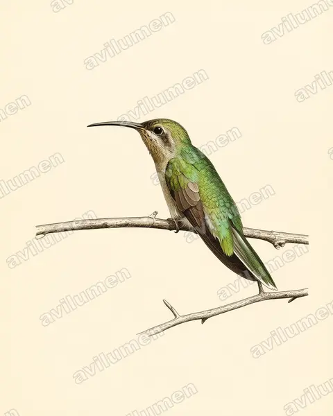 Ilustración en Lámina antigua: Polytmus milleri (Colibrí de tepui​)