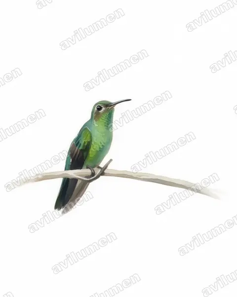 Illustration Aquarelle : Polytmus theresiae (Colibri tout-vert)