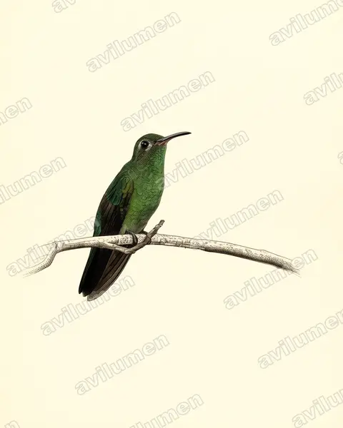 Illustration Planche ancienne : Polytmus theresiae (Colibri tout-vert)