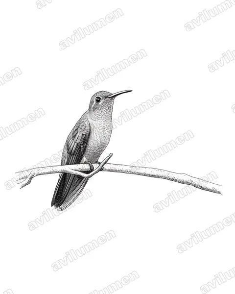 Illustration Encre : Polytmus theresiae (Colibri tout-vert)