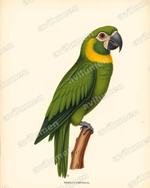 Illustration Planche ancienne : Primolius auricollis (Ara à collier jaune)