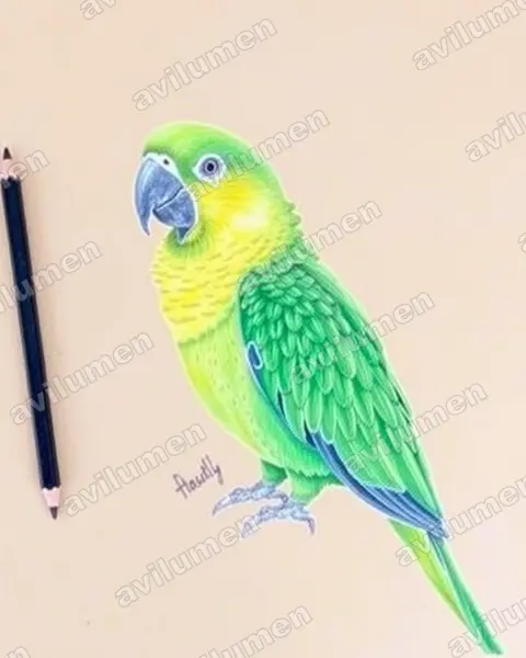 Illustration Crayon de couleur : Primolius auricollis (Ara à collier jaune)