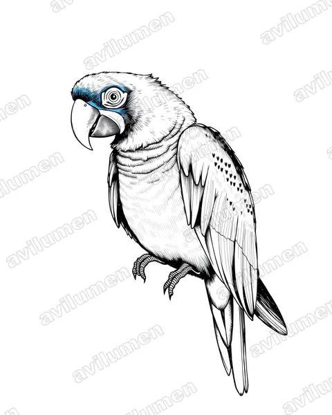 蓝头金刚鹦鹉（Primolius couloni）的钢笔墨线插画