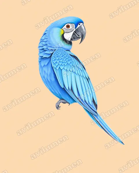 藍翅金剛鸚鵡（Primolius maracana）的彩色铅笔插画