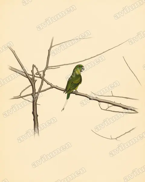 Ilustración en Lámina antigua: Prioniturus discurus (Lorito-momoto coroniazul)