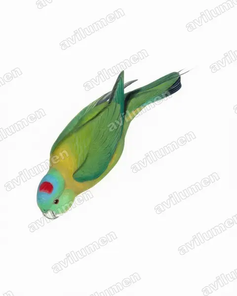 Illustration im Stil Aquarell: Olivbrust-Spatelschwanzpapagei (Prioniturus flavicans)