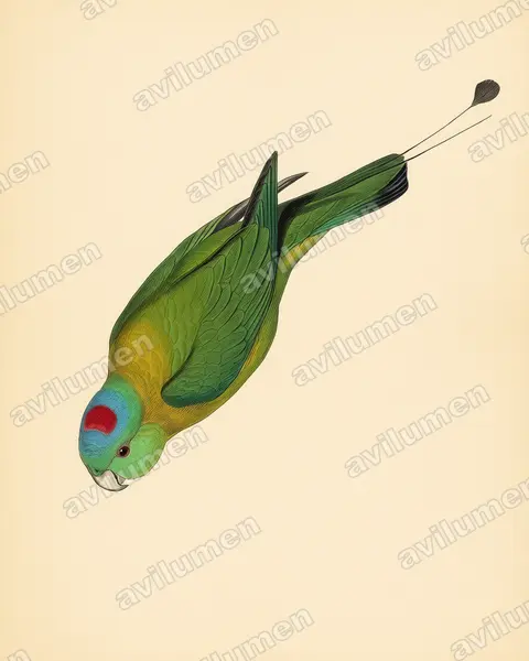 Illustration im Stil Historische Tafel: Olivbrust-Spatelschwanzpapagei (Prioniturus flavicans)