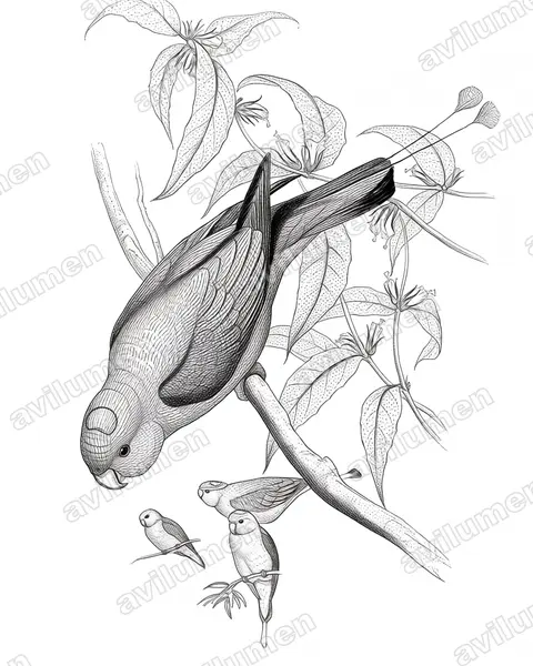 Illustration im Stil Tusche: Olivbrust-Spatelschwanzpapagei (Prioniturus flavicans)