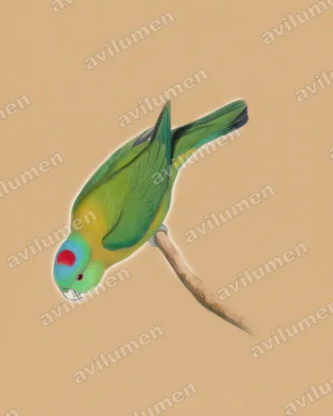 Illustration im Stil Buntstift: Olivbrust-Spatelschwanzpapagei (Prioniturus flavicans)