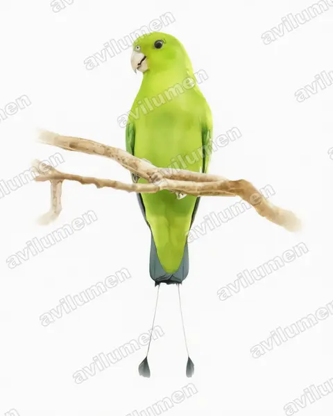 Illustration im Stil Aquarell: Luzon-Spatelschwanzpapagei (Prioniturus luconensis)