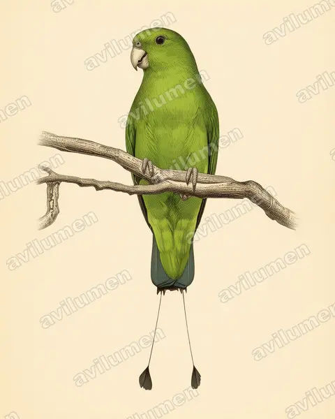 Illustration im Stil Historische Tafel: Luzon-Spatelschwanzpapagei (Prioniturus luconensis)