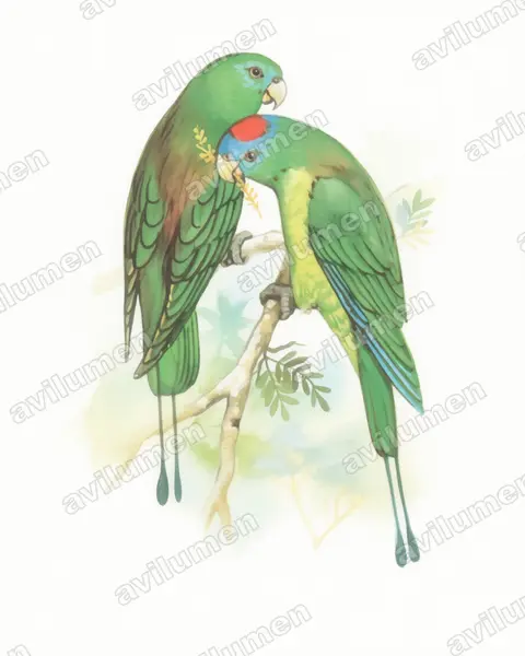 Montane Racket-tail（Prioniturus montanus）的水彩插画