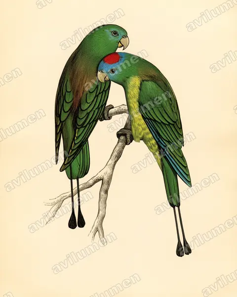 Montane Racket-tail（Prioniturus montanus）的古典图版插画