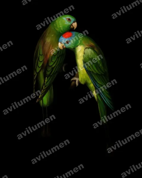 Montane Racket-tail（Prioniturus montanus）的油画插画