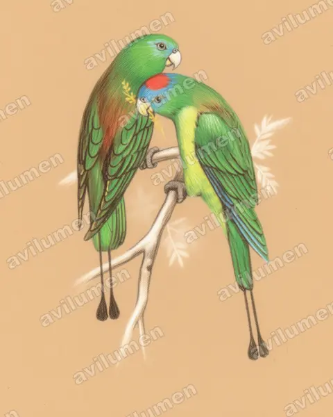 Montane Racket-tail（Prioniturus montanus）的彩色铅笔插画
