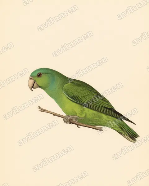 Ilustración en Lámina antigua: Prioniturus platenae (Lorito-momoto de Palawan)