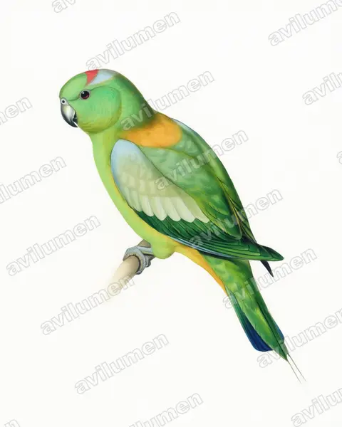 Watercolor illustration: Prioniturus platurus (Golden-mantled Racket-tail)