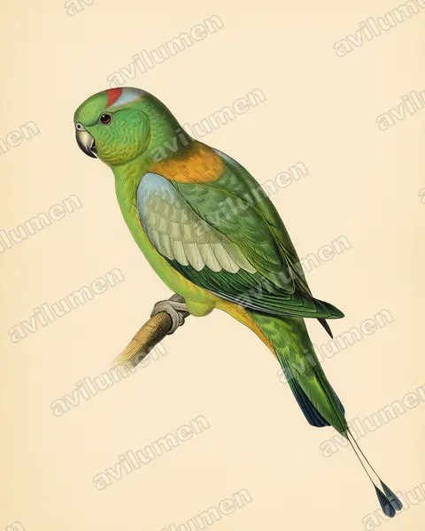 Vintage plate illustration: Prioniturus platurus (Golden-mantled Racket-tail)