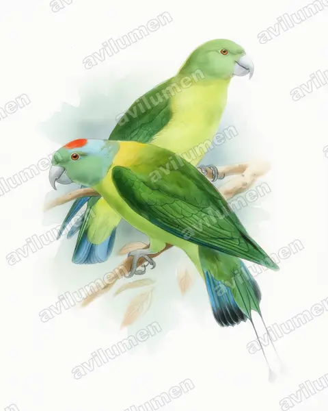 Illustration Aquarelle : Prioniturus verticalis (Palette des Sulu)