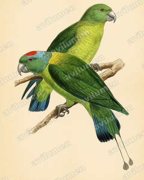 Illustration Planche ancienne : Prioniturus verticalis (Palette des Sulu)
