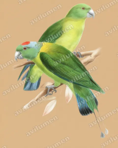 Illustration Crayon de couleur : Prioniturus verticalis (Palette des Sulu)