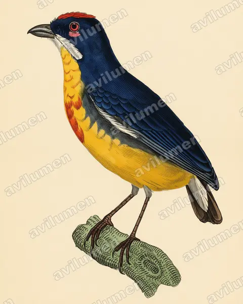 Vintage plate illustration: Prionochilus percussus (Crimson-breasted Flowerpecker)