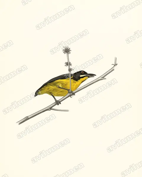 Ilustración en Lámina antigua: Prionochilus plateni (Picaflores de Palawan)