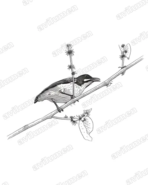 Ilustración en Tinta: Prionochilus plateni (Picaflores de Palawan)