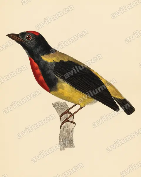 Vintage plate illustration: Prionochilus thoracicus (Scarlet-breasted Flowerpecker)
