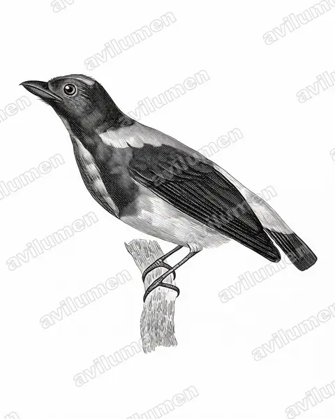 Ink illustration: Prionochilus thoracicus (Scarlet-breasted Flowerpecker)