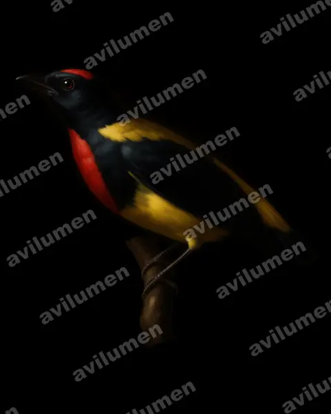 Oil illustration: Prionochilus thoracicus (Scarlet-breasted Flowerpecker)