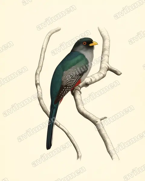 Illustration im Stil Historische Tafel: Hispaniolatrogon (Priotelus roseigaster)