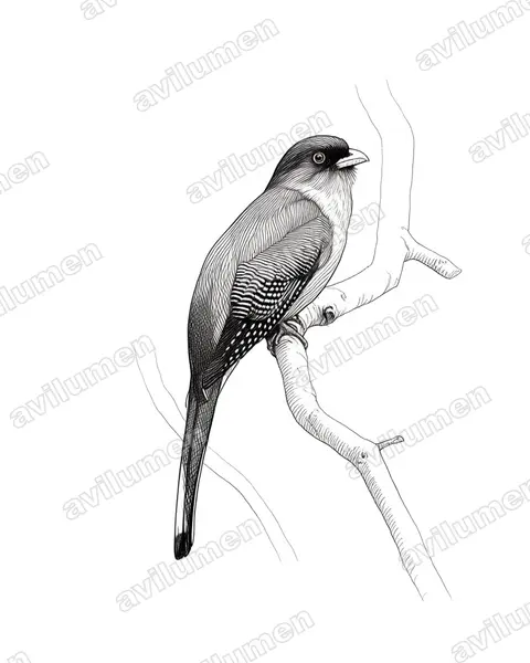 Illustration im Stil Tusche: Hispaniolatrogon (Priotelus roseigaster)
