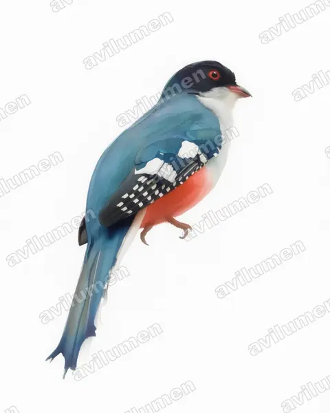 Ilustración en Acuarela: Priotelus temnurus (Trogón tocororo)