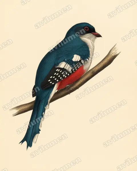 Ilustración en Lámina antigua: Priotelus temnurus (Trogón tocororo)