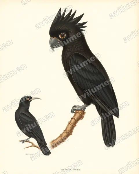 Vintage plate illustration: Probosciger aterrimus (Palm Cockatoo)