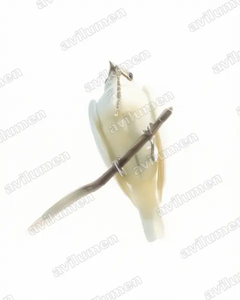 Watercolor illustration: Procnias albus (White Bellbird)
