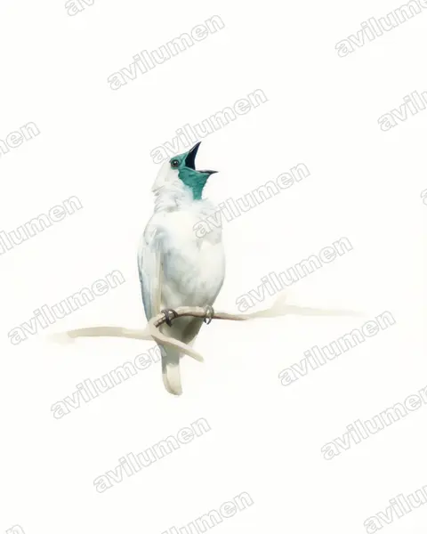 Illustration im Stil Aquarell: Nacktkehl-Glockenvogel (Procnias nudicollis)