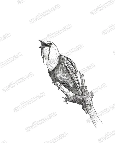 Illustration Encre : Procnias tricarunculatus (Araponga tricaronculé)