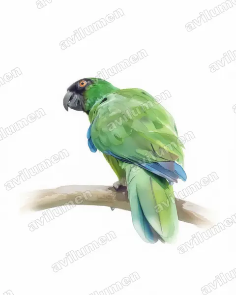 Watercolor illustration: Prosopeia personata (Masked shining parrot)