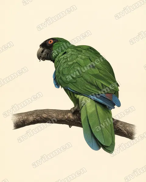 Vintage plate illustration: Prosopeia personata (Masked shining parrot)