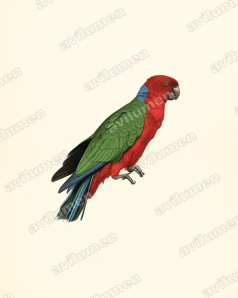 Illustration im Stil Historische Tafel: Fidschisittich (Prosopeia splendens)